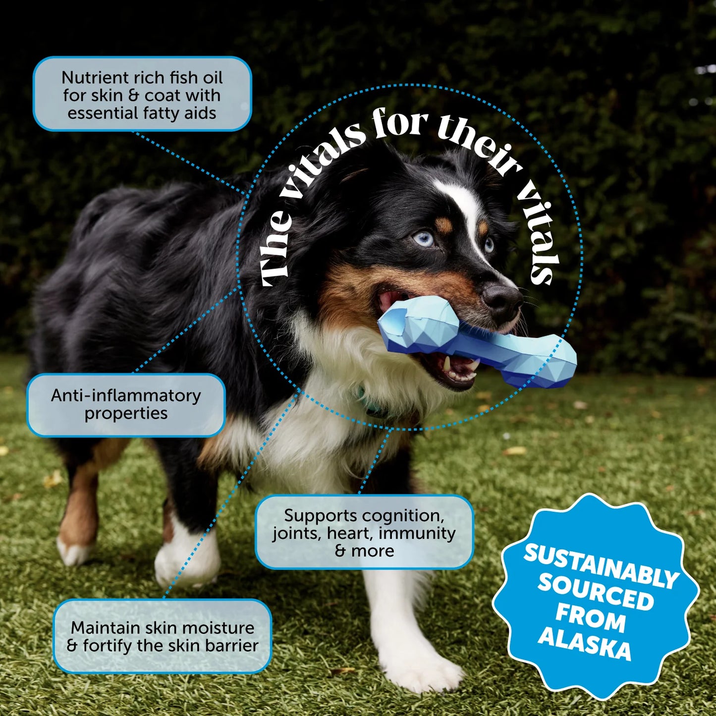 Omega-3 Fish Oil for Dogs and Cats (32 Ounce)